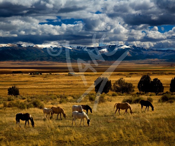 IDAHO Horses